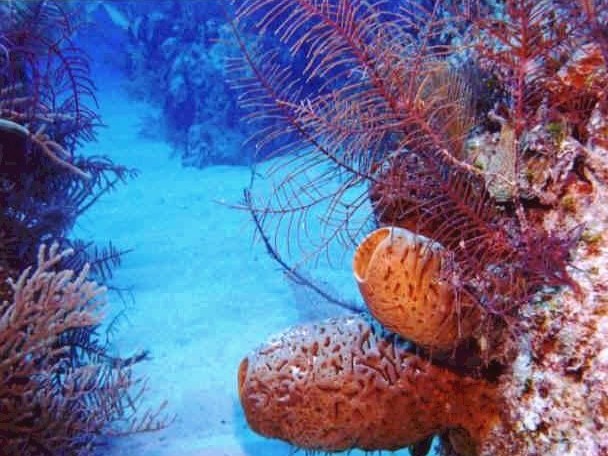 Tauchen auf Key Largo